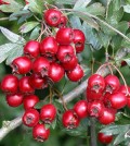 Health benefits of hawthorn berry