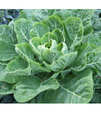 Health benefits of Collard Greens