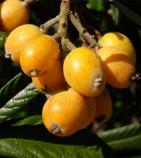 Health benefits of Loquat