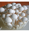 Health-benefits-of-Mushroom
