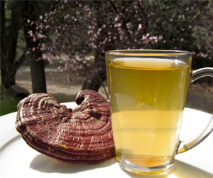 Image result for mushroom tea