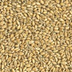 Soft Red Winter Wheat