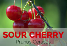 Sour Cherry – Prunus cerasus Sour Cherry – Prunus cerasus