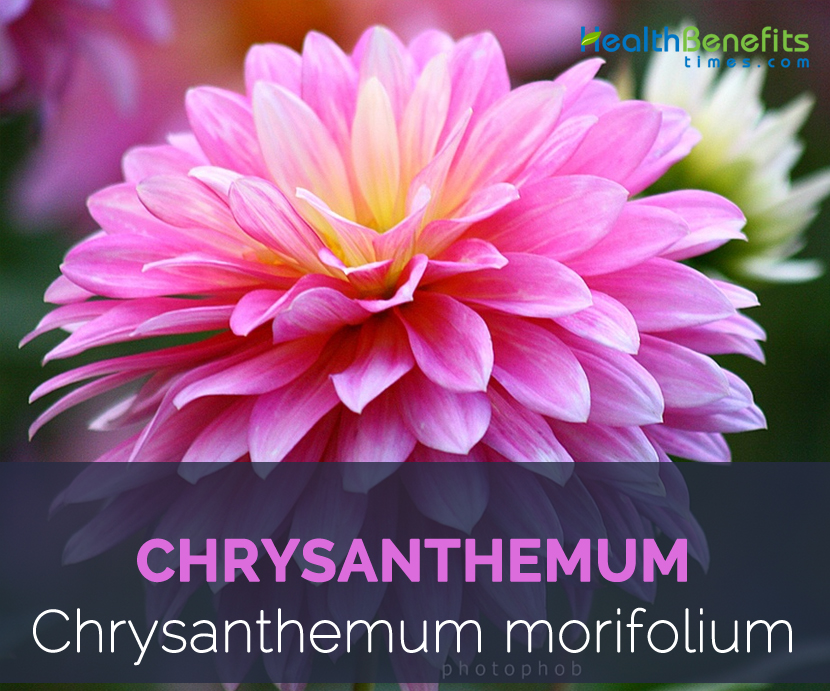 chrysanthemum quick facts name chrysanthemum scientific name 