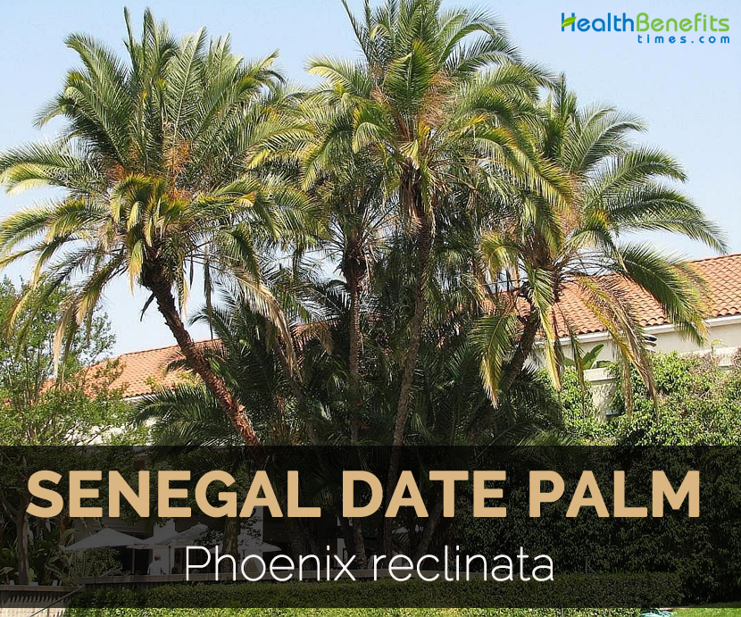 know about the senegal date palm