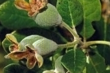 Baby-Feijoa