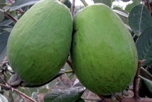 Feijoa-Kaiteri