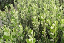 Feijoa-Plant