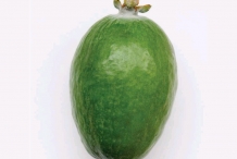 Feijoa-fruit-single