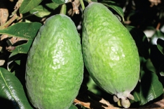 Feijoa-Apollo