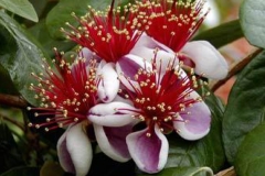 Feijoa-Flower