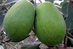 Feijoa-Kaiteri