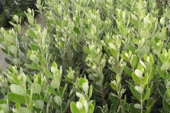 Feijoa-Plant