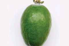Feijoa-fruit-single
