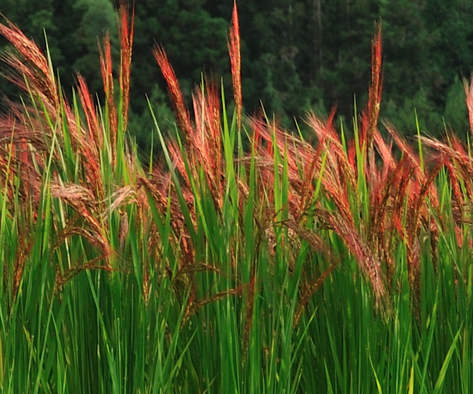 Red-rice-plant