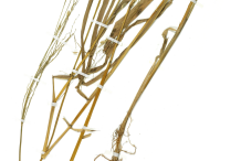 Dried-Plant