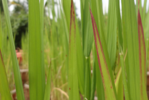 Leaf of Red-Rice-plant