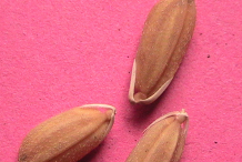 Red-Rice-Grain