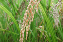 Red-Rice-on-Plant
