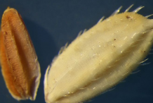 Rice-Grain
