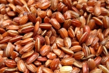 Short-Grain-Red-Rice