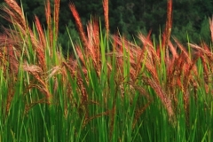 Red-rice-plant