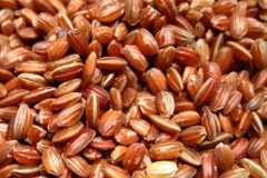 Short-Grain-Red-Rice