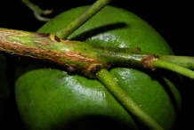 Abiu-fruit-stem