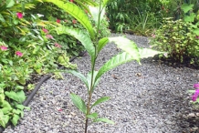 Abiu-plant