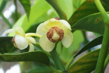Close-up-flower-of-Abiu-fruit