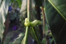 Flower-bud-of-Abiu-fruit