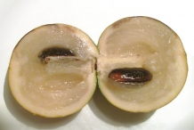 Half-cut-Abiu-fruit