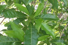 Leaves-of-Abiu-fruit