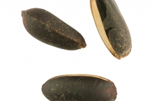 Seeds-of-Abiu-fruit
