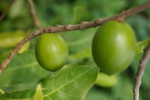 Unripe-Abiu-fruit