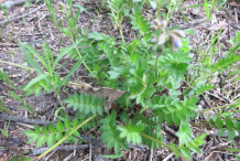 Abscess-Root-Plant