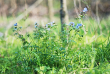 Abscess-Root-plant-growing-wild