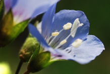 Closer-view-of-Flower