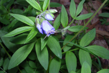 Flowering-buds-of-Abscess-root-plant