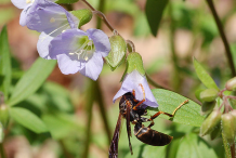 Flowers-of-Abscess-root-plant