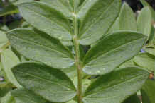 Leaf-of-Abscess-root-plant