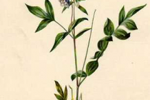 Plant-Illustration-of-Abscess-root
