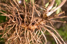 Roots-of-Abscess-Root-plant