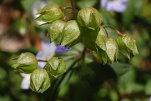 Seed-pods-of-Abscess-plant