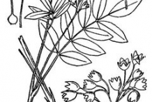 Sketch-of-the-Abscess-root-plant
