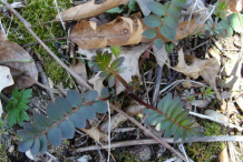 Small-Abscess-Root-plant