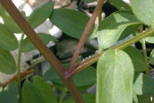 Stem-of-Abscess-plant