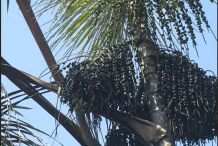 Acai-berry-plant