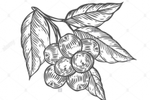 Acai-berry-sketch