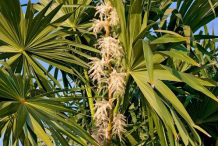Flowers-of-Acai-berry-plant